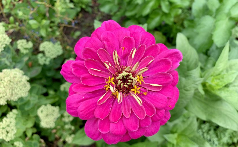 Plant in the picture: zinnia